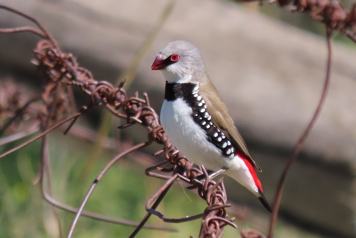 Diamond Firetail - ML624094630