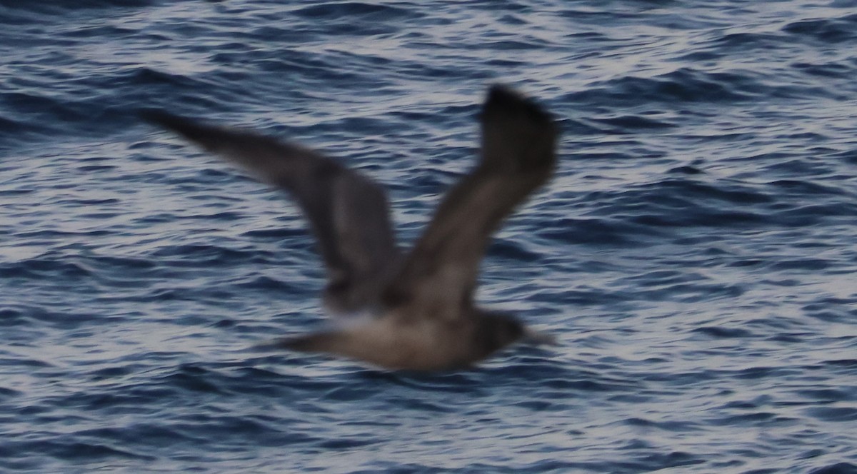 Sooty Shearwater - ML624094632