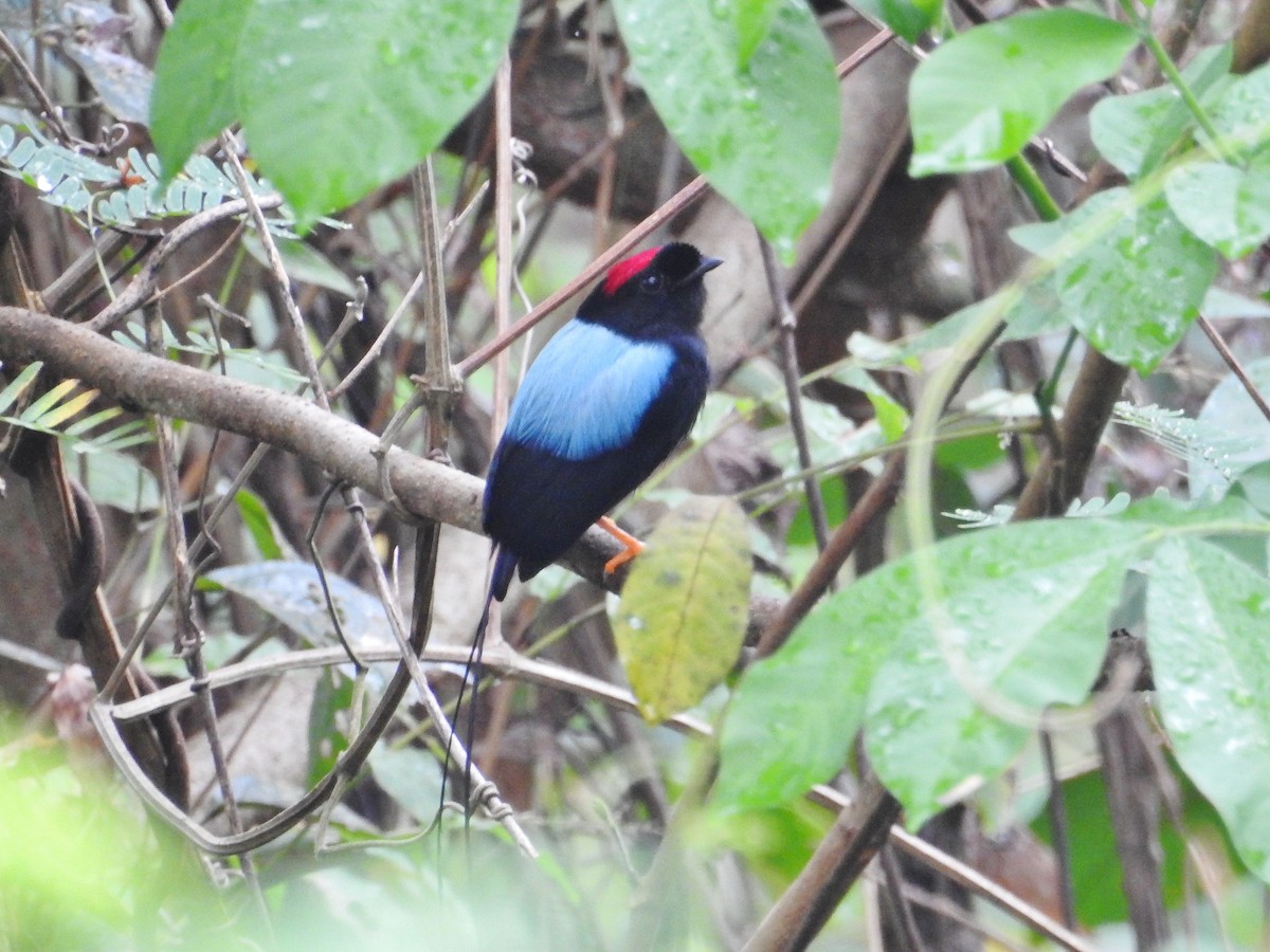 Long-tailed Manakin - ML624094666