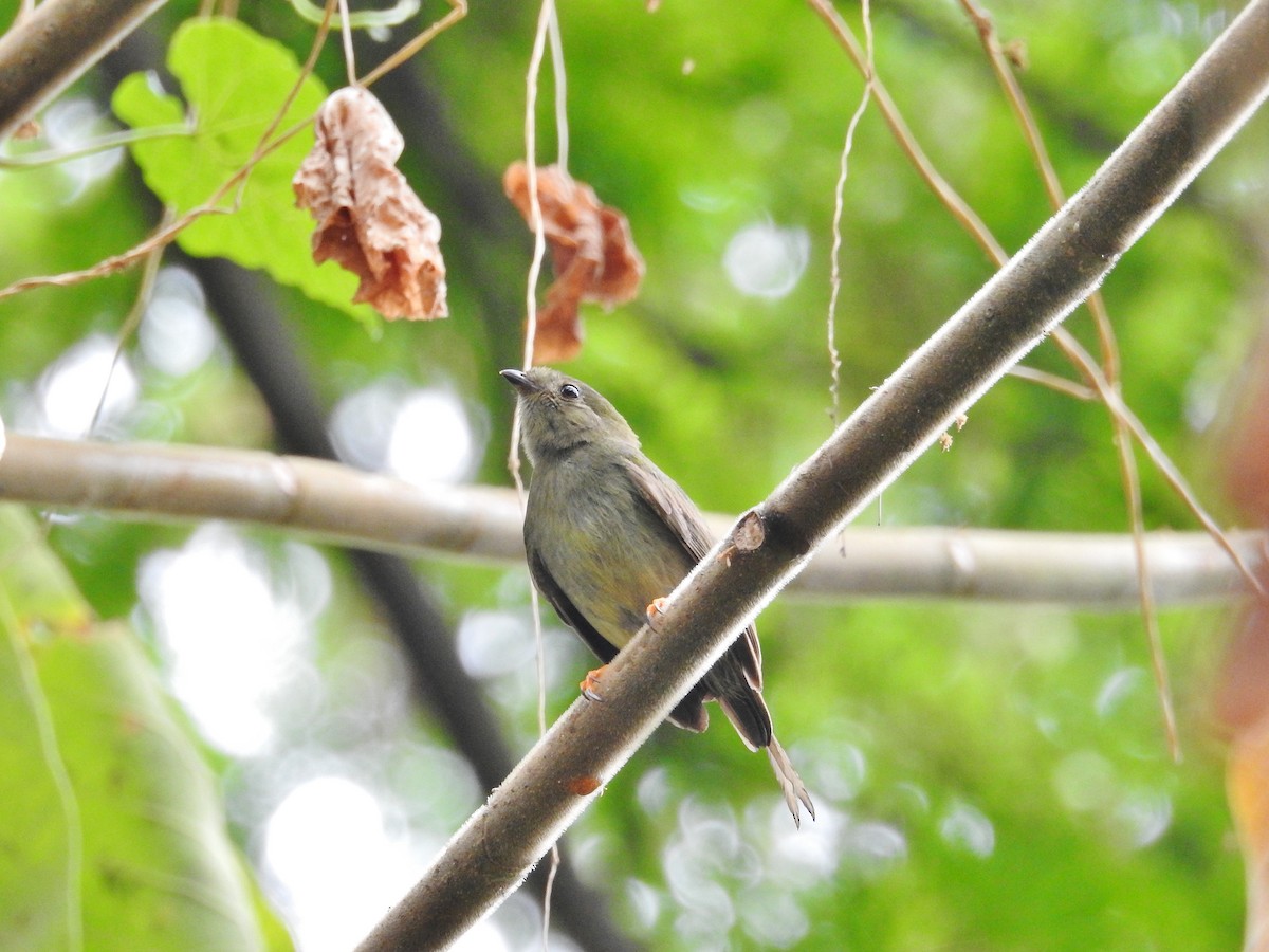 Long-tailed Manakin - ML624094672