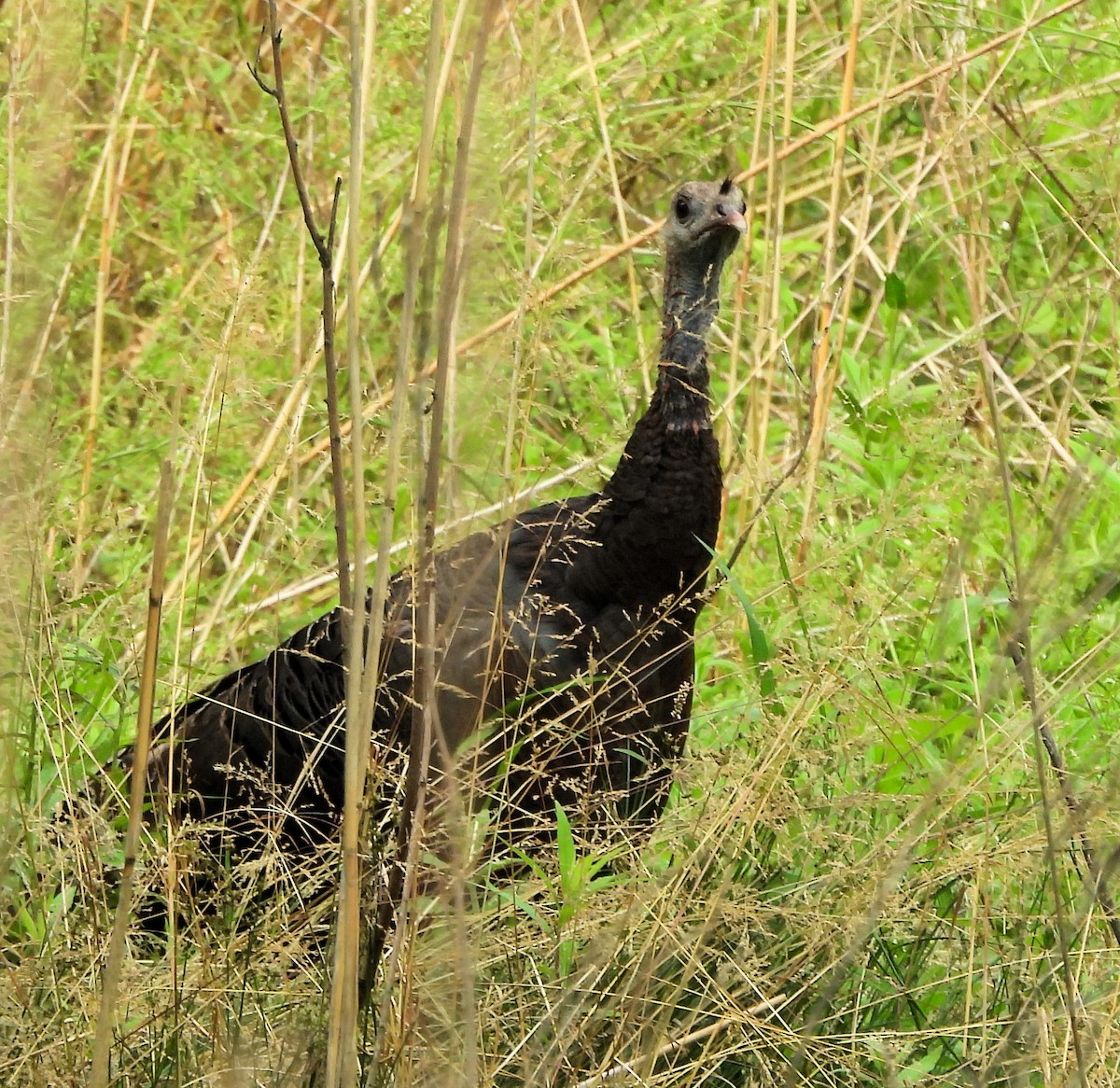 Wild Turkey - ML624094687