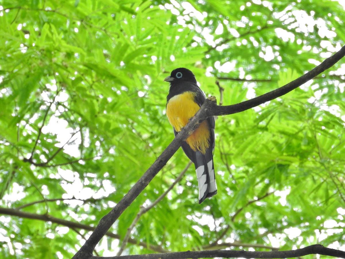 Trogon à tête noire - ML624094698