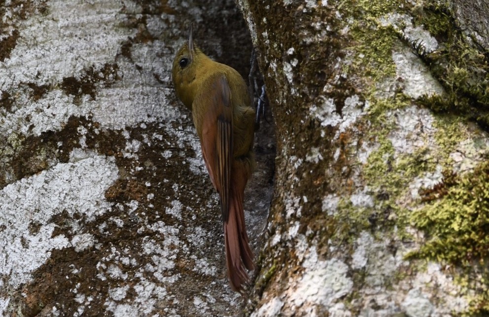 Olivaceous Woodcreeper - ML624094700