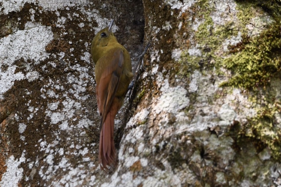 Olivaceous Woodcreeper - ML624094701