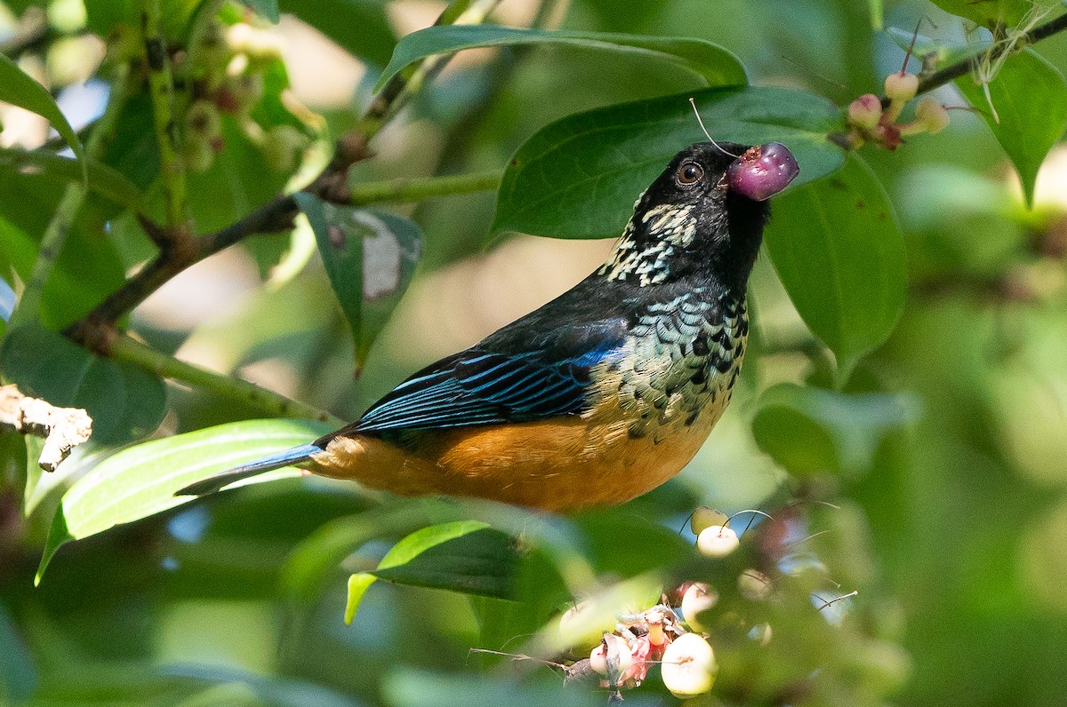 Spangle-cheeked Tanager - ML624094733