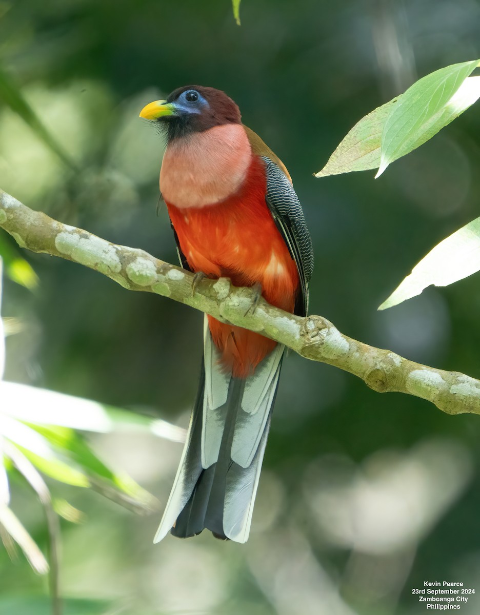 Philippine Trogon - ML624094741