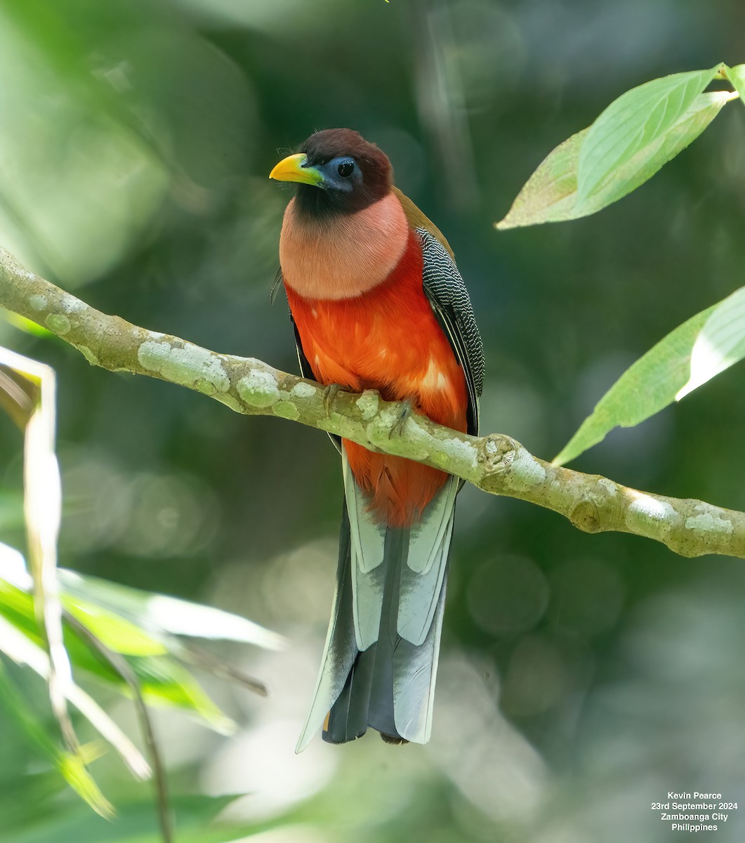 Philippine Trogon - ML624094742