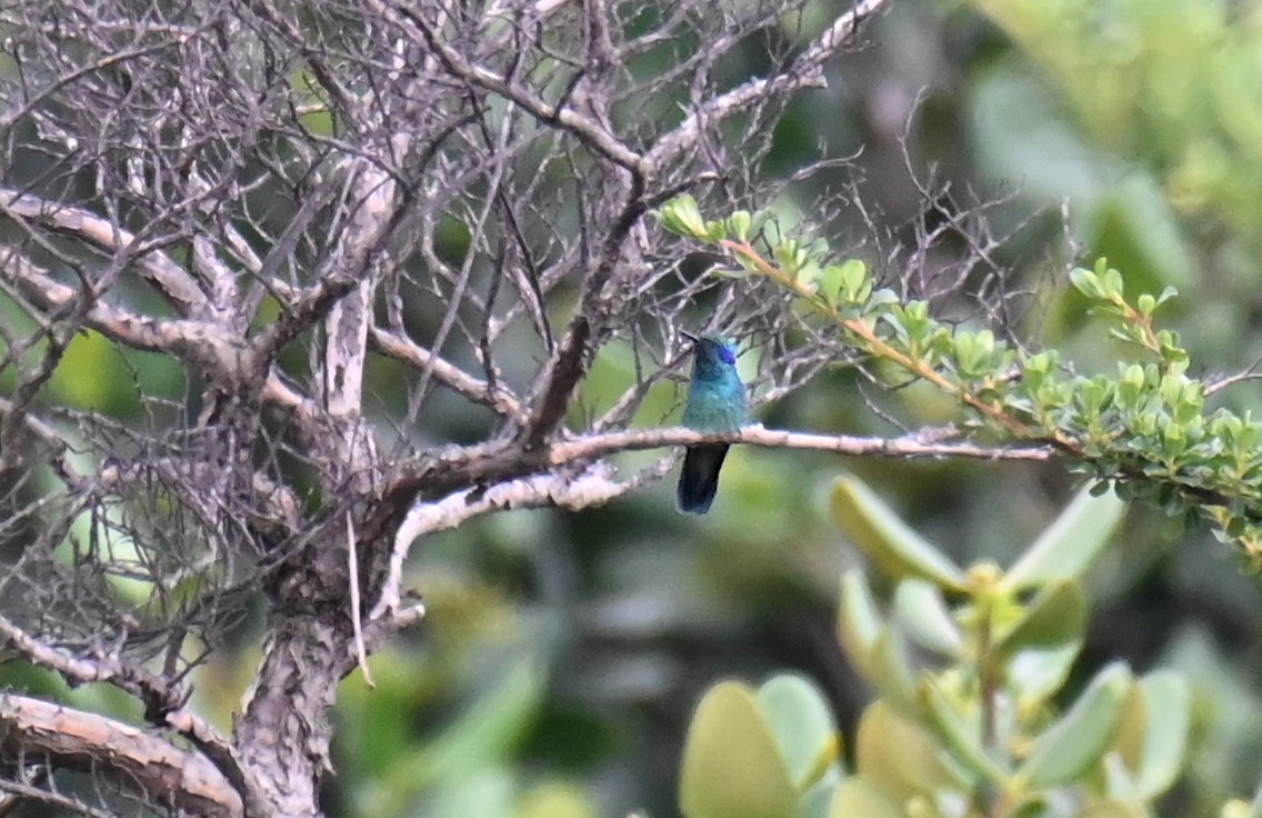 Colibrí Oreja Violeta Menor (de Costa Rica) - ML624094751