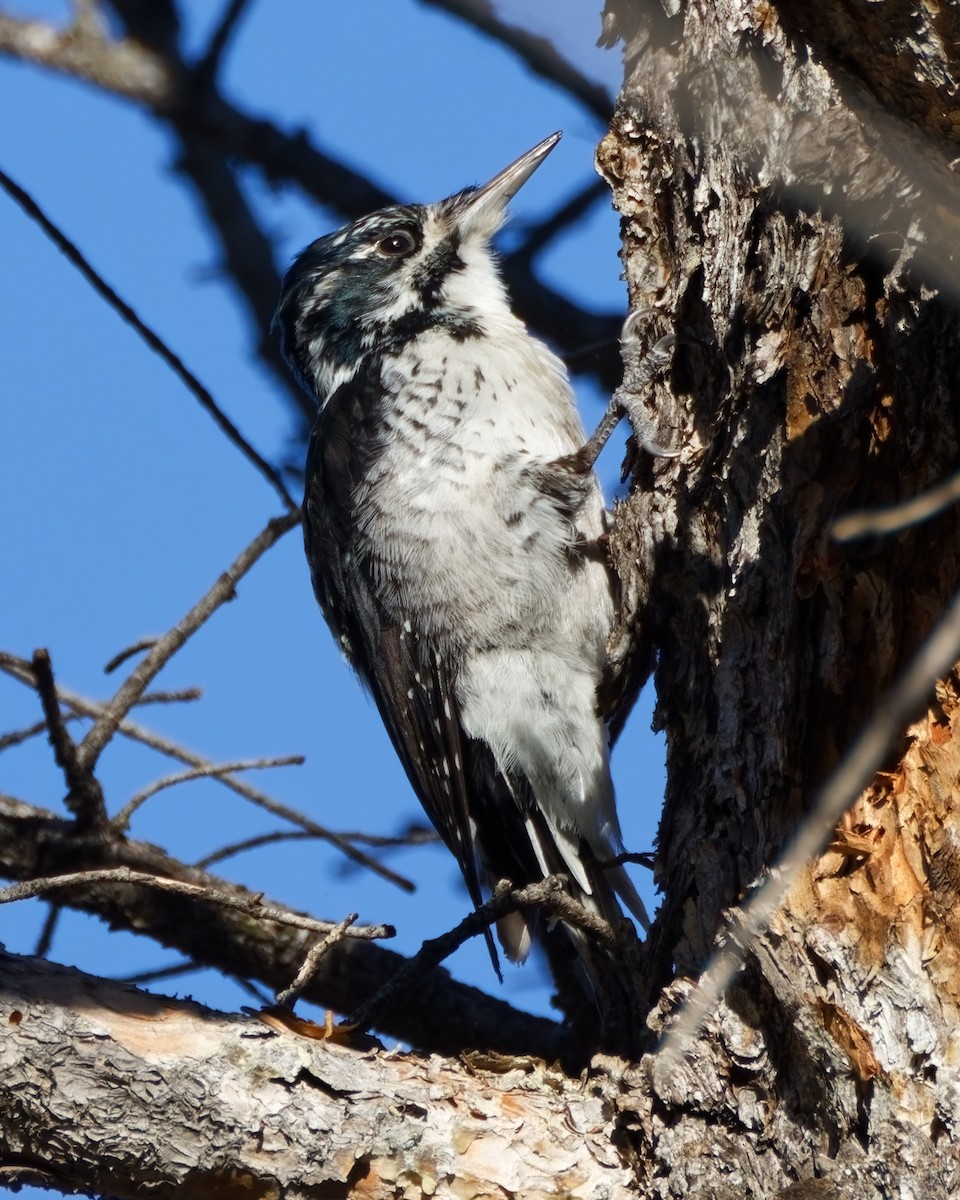 American Three-toed Woodpecker - ML624094753