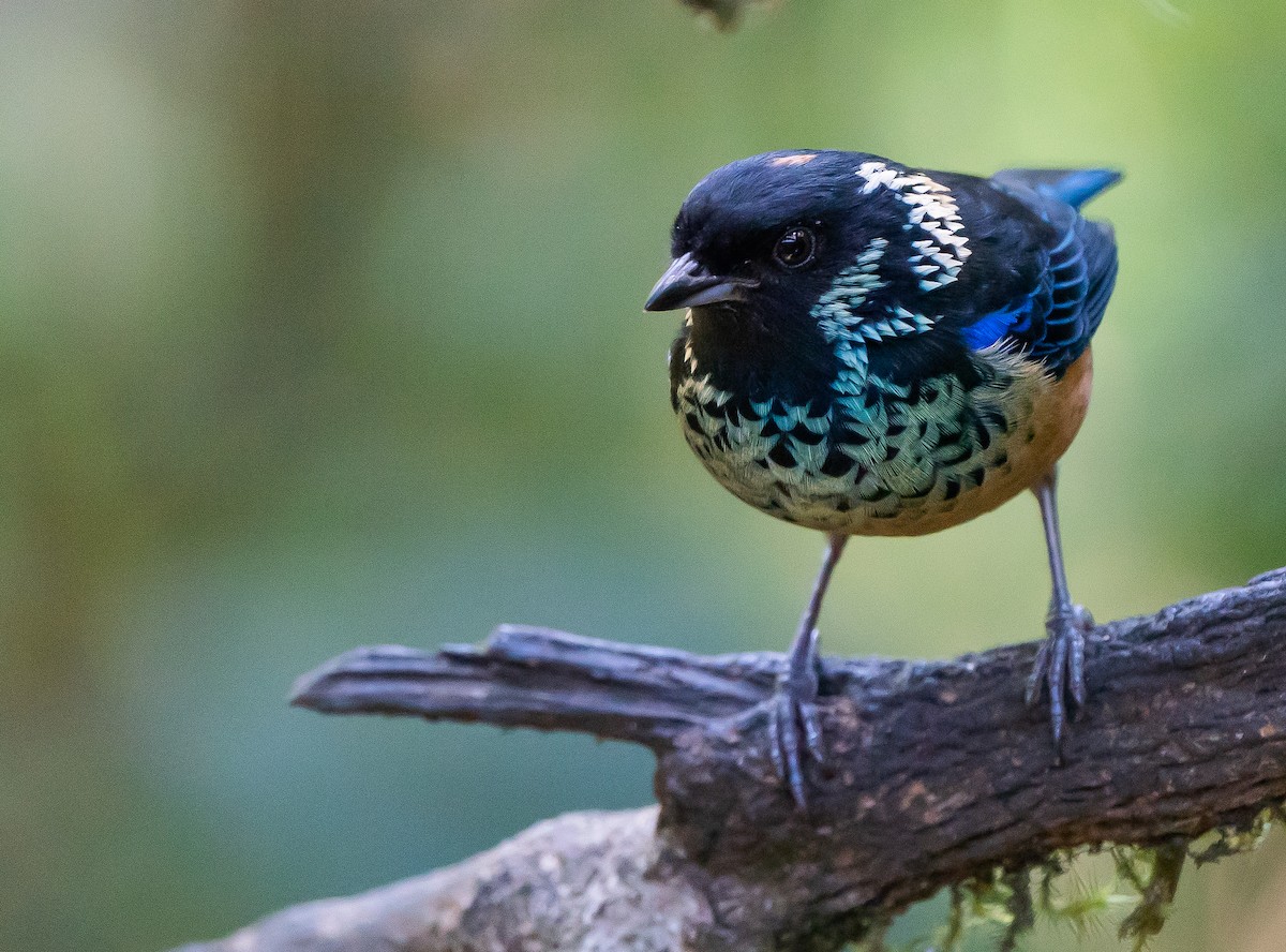 Spangle-cheeked Tanager - ML624094754