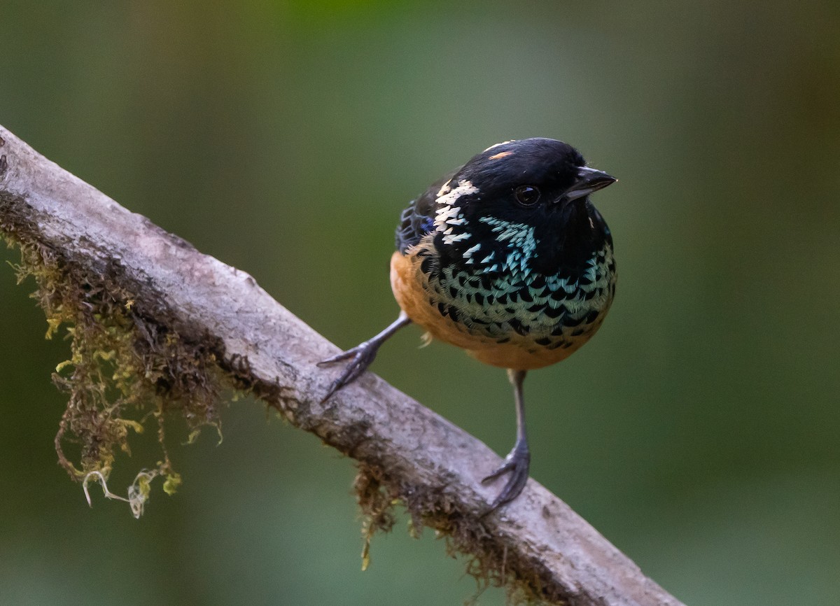 Spangle-cheeked Tanager - ML624094756