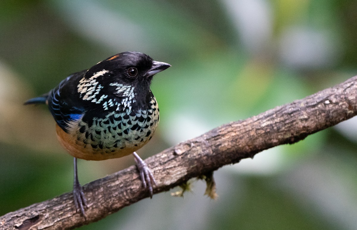 Spangle-cheeked Tanager - ML624094757