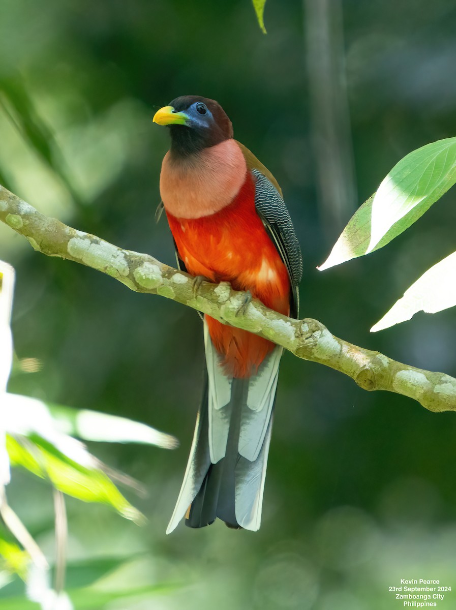 Philippine Trogon - ML624094758