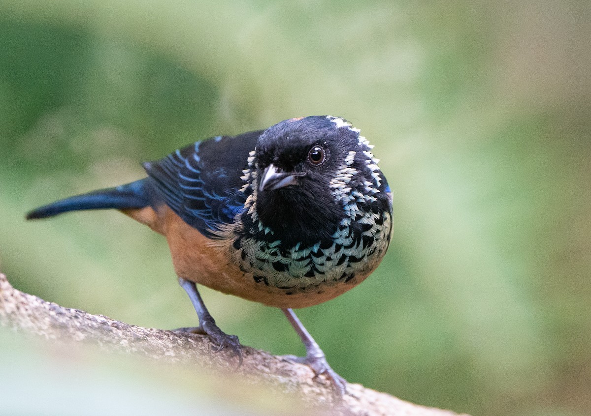 Spangle-cheeked Tanager - ML624094759