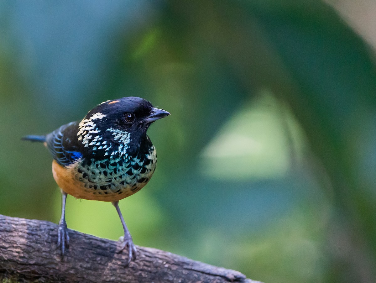 Spangle-cheeked Tanager - ML624094760