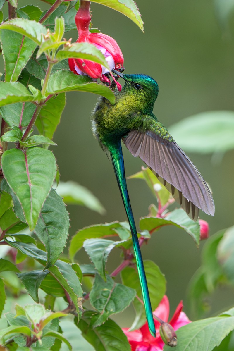 Long-tailed Sylph - ML624094766