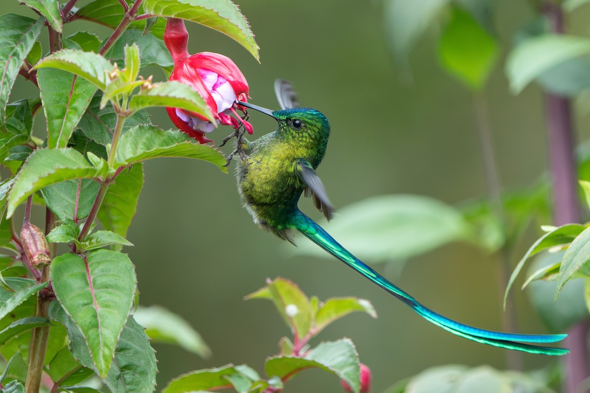 Long-tailed Sylph - ML624094767