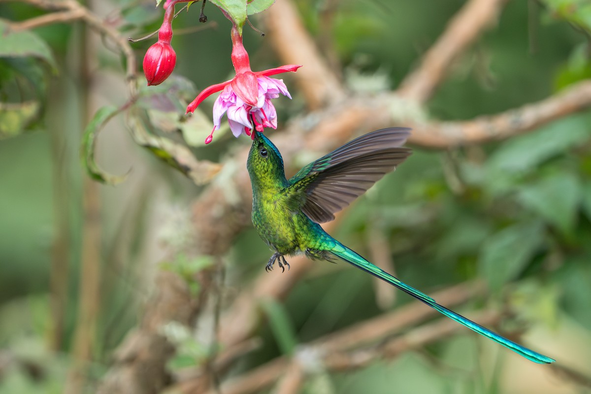 Long-tailed Sylph - ML624094768