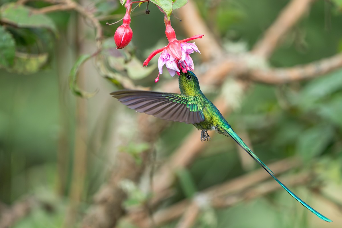 Long-tailed Sylph - Marc Kramer (Birding by Bus)