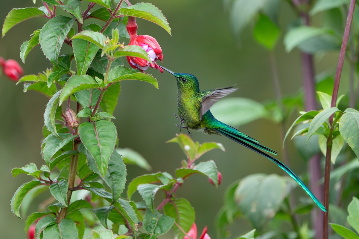 Long-tailed Sylph - ML624094771