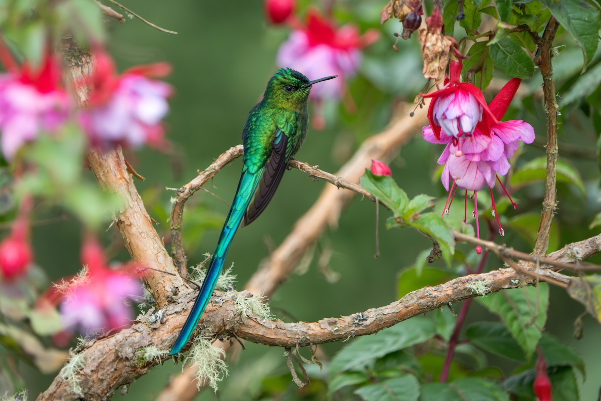 Long-tailed Sylph - ML624094773