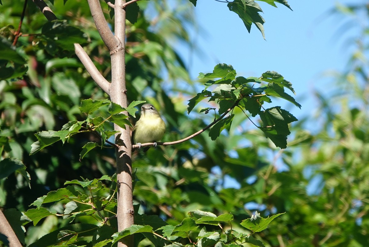 Philadelphia Vireo - ML624094776