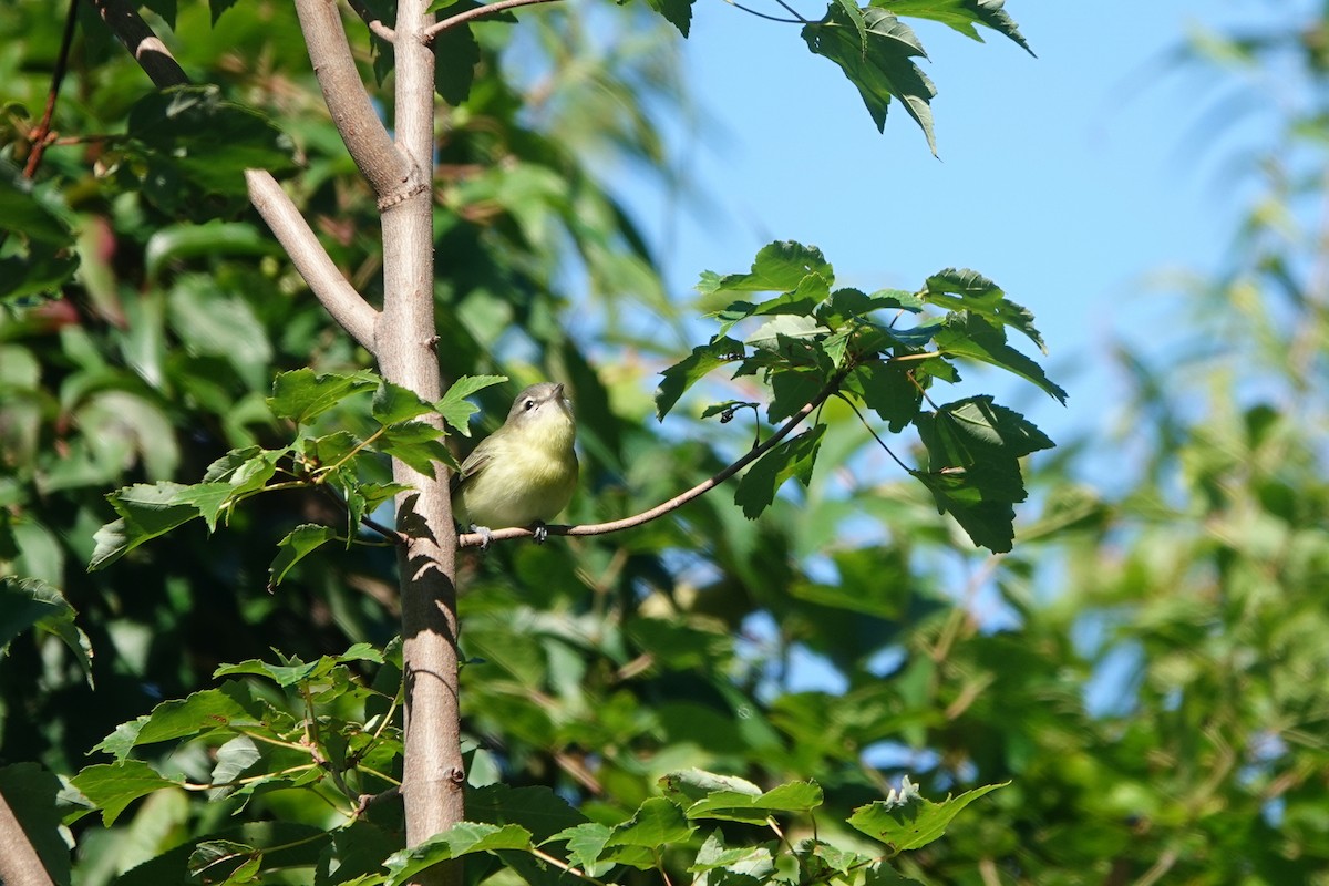 Philadelphia Vireo - ML624094777