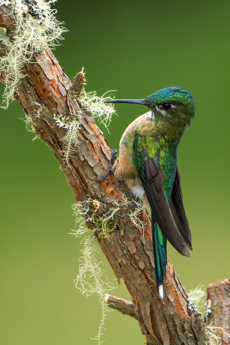 Long-tailed Sylph - ML624094784