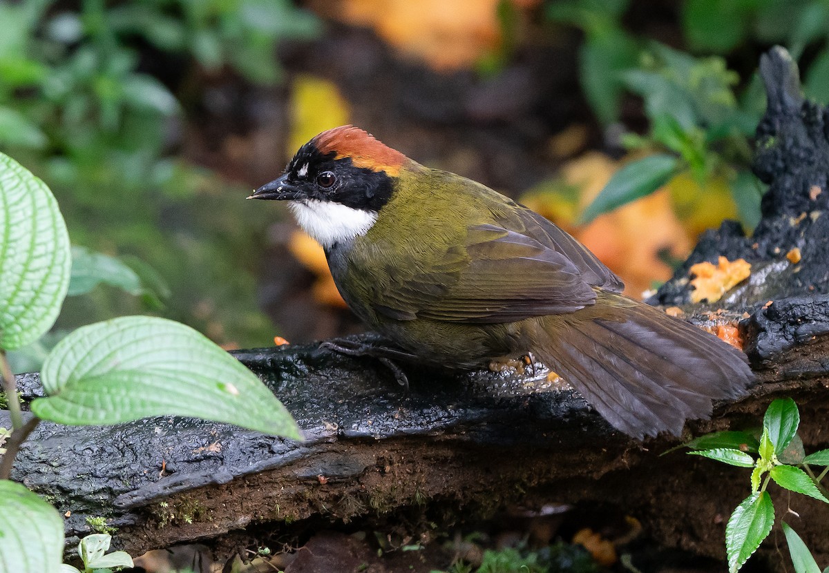 Chestnut-capped Brushfinch - ML624094795