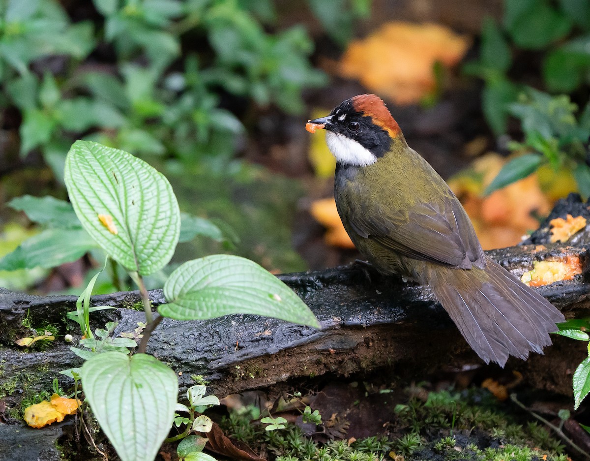 Chestnut-capped Brushfinch - ML624094798