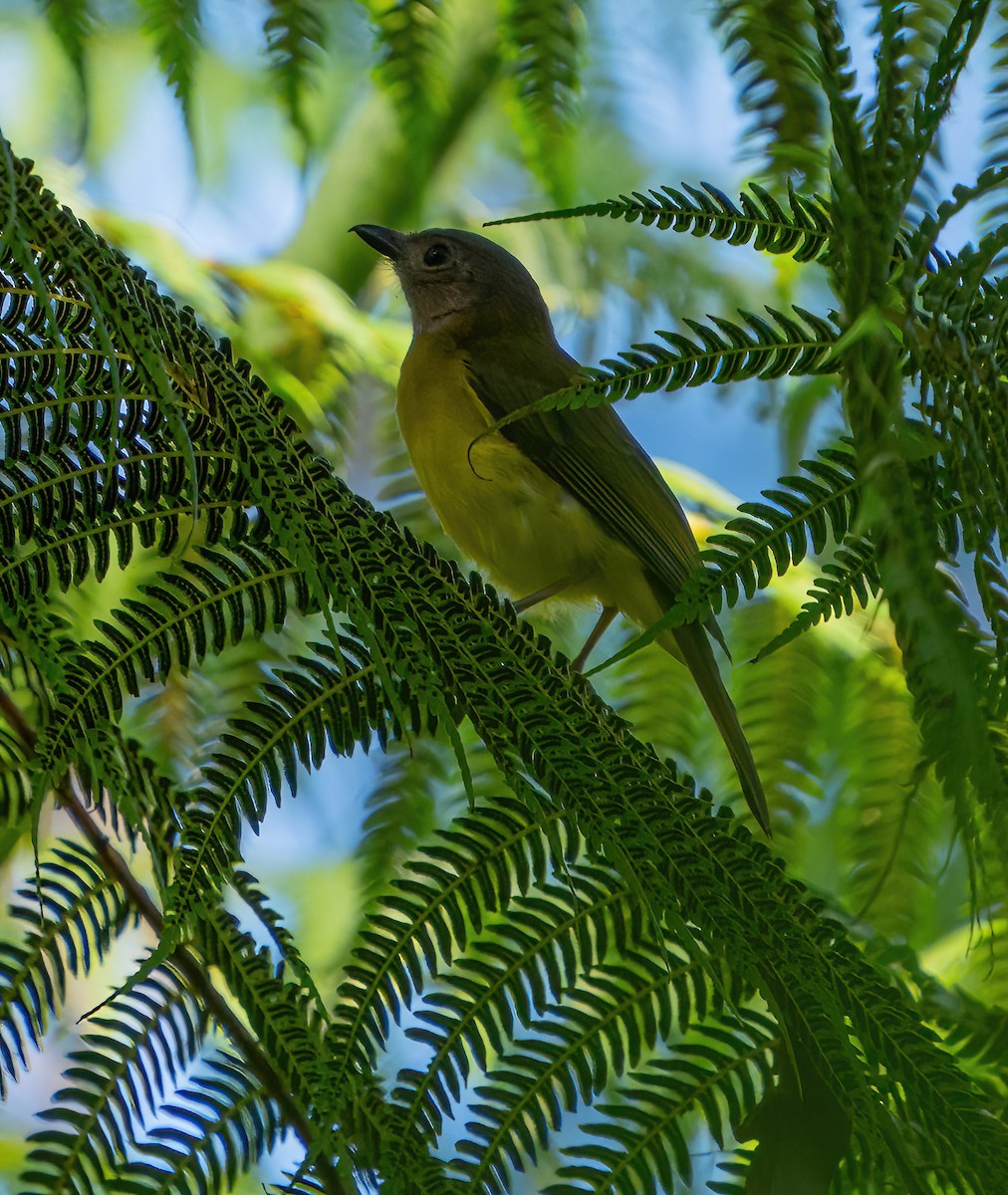 Yellow-bellied Whistler - ML624094843