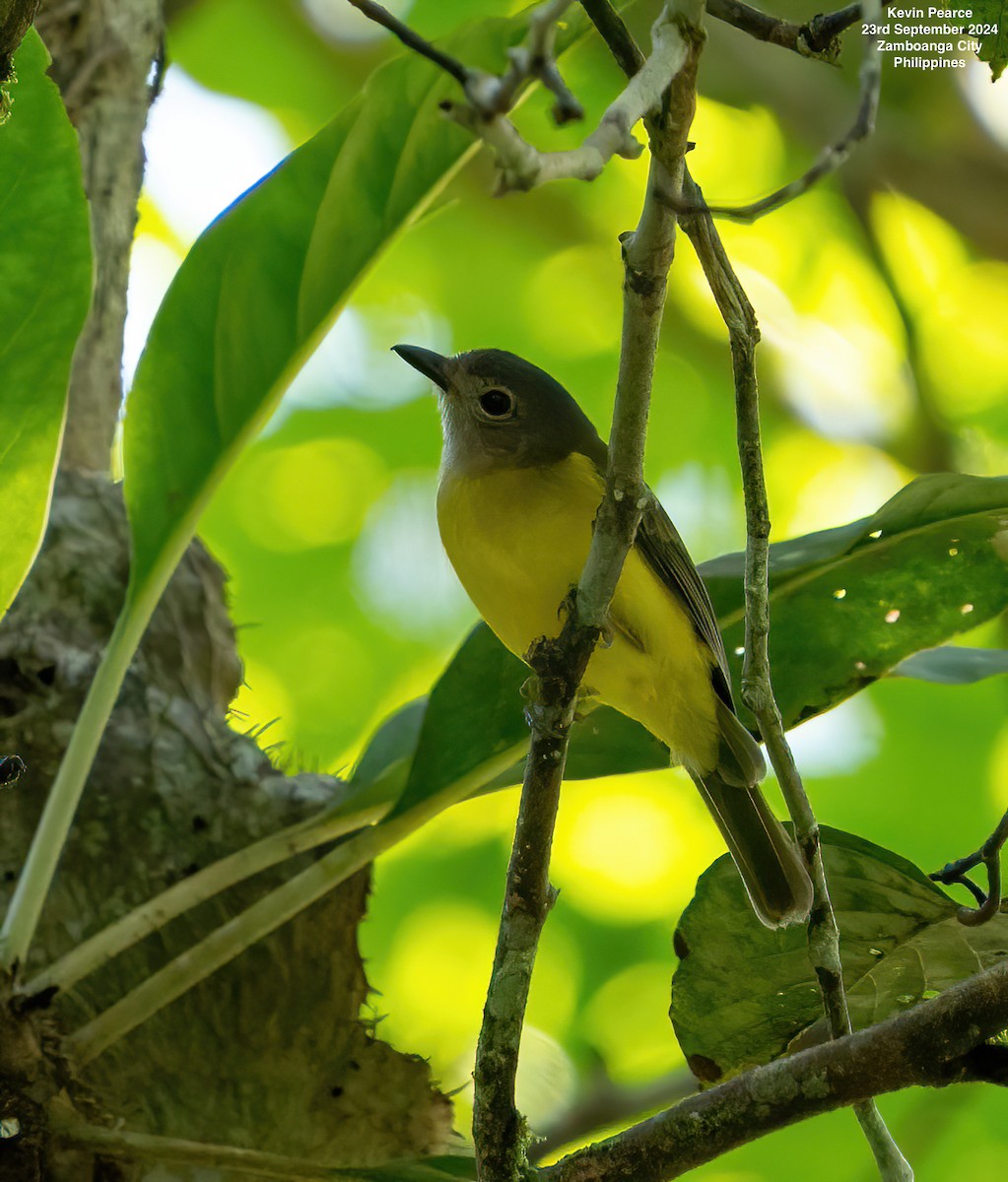 Yellow-bellied Whistler - Kevin Pearce