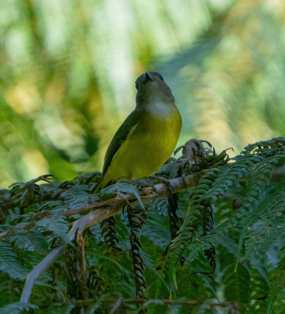 Yellow-bellied Whistler - ML624094845