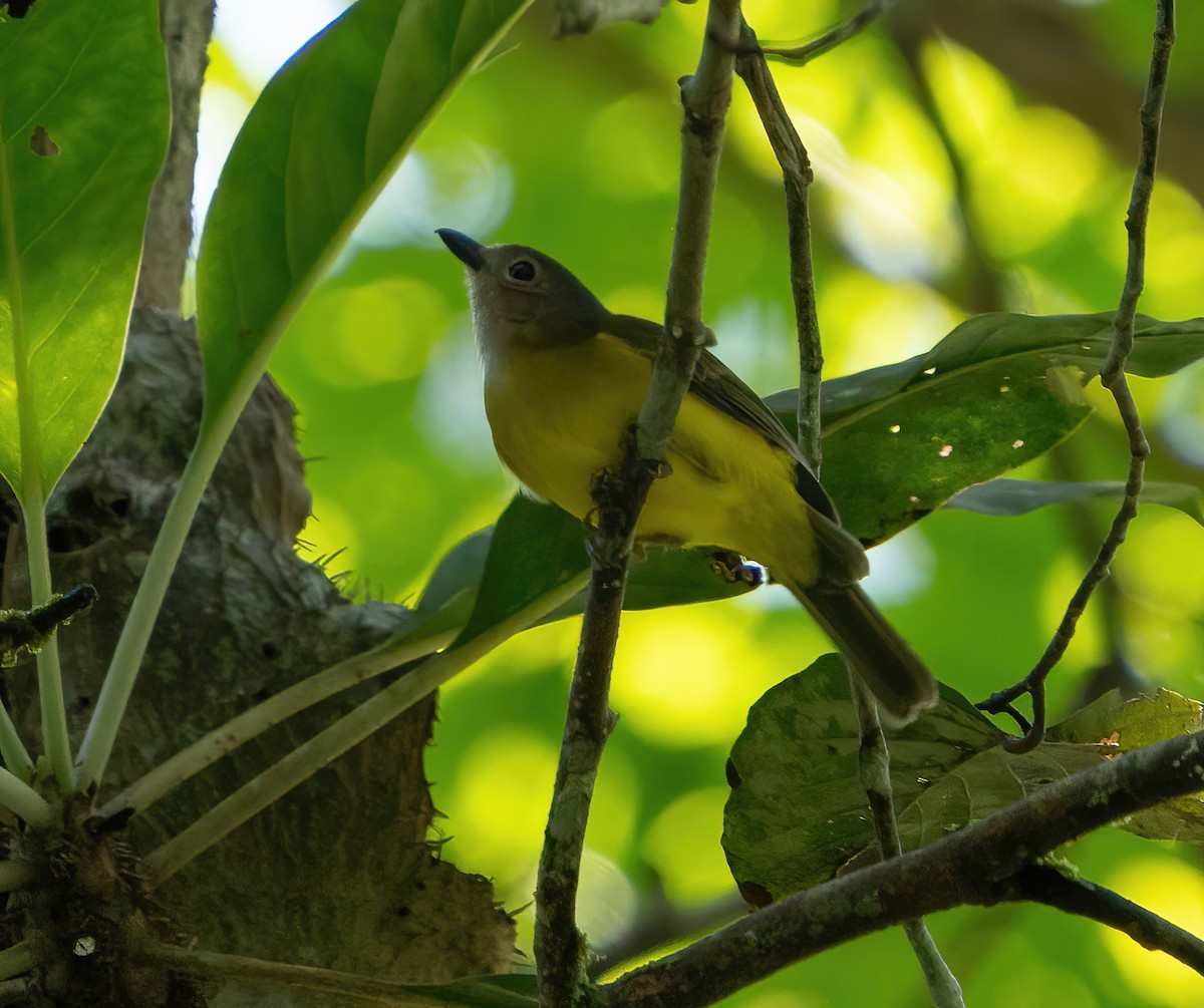 Yellow-bellied Whistler - ML624094846