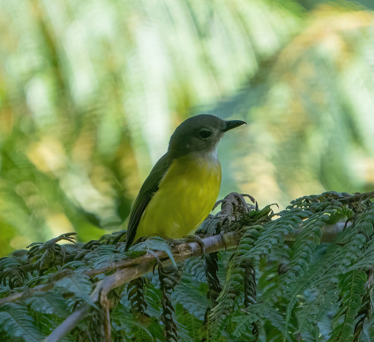 Yellow-bellied Whistler - ML624094847