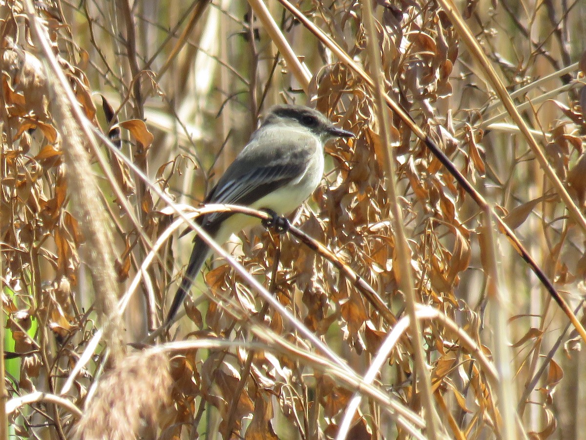 Eastern Phoebe - ML624094865