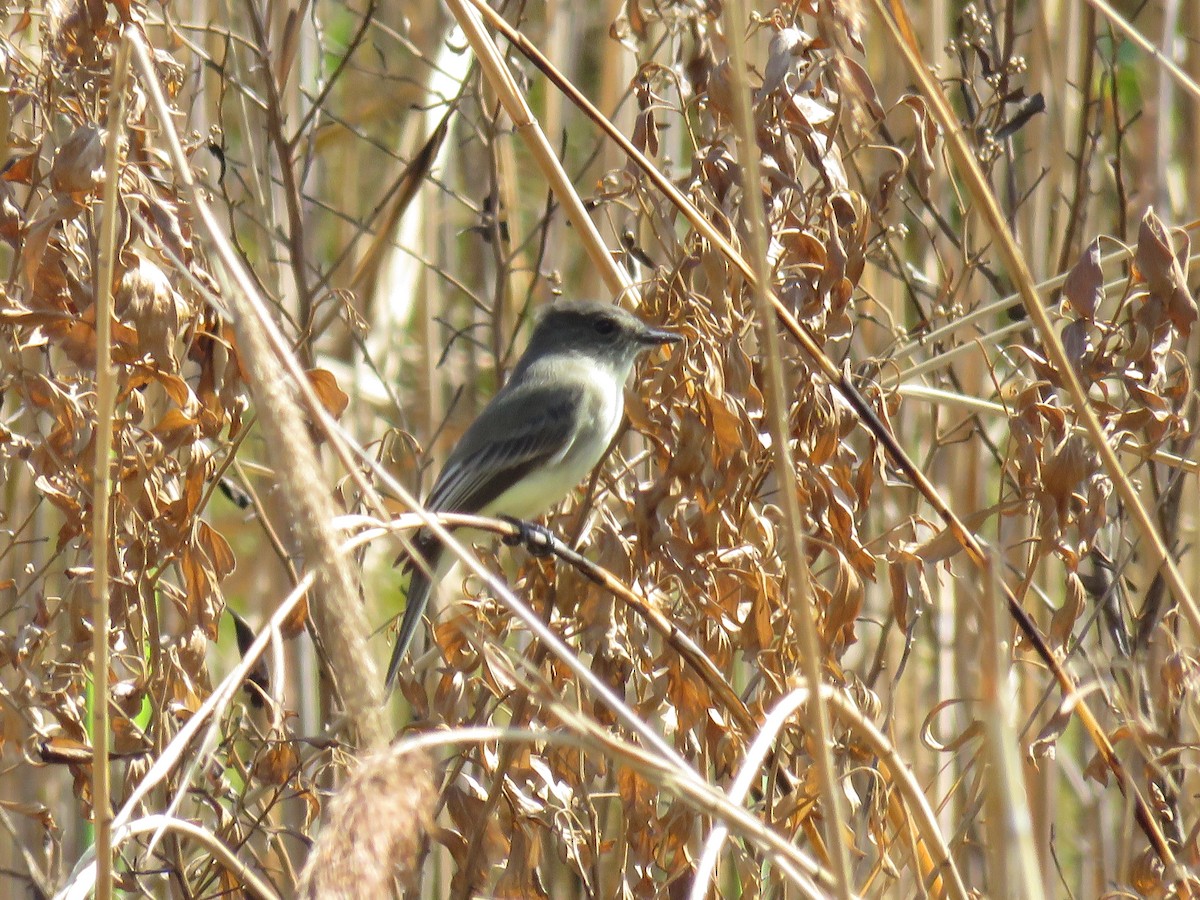 Eastern Phoebe - ML624094866