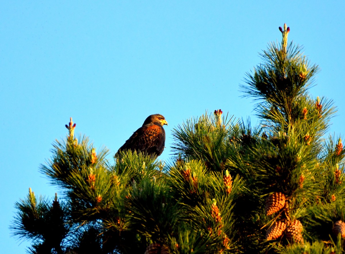 Harris's Hawk - ML624094947