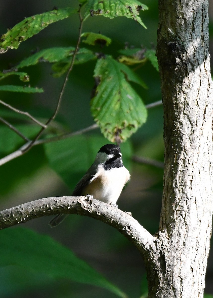 Каролинская гаичка - ML624094972