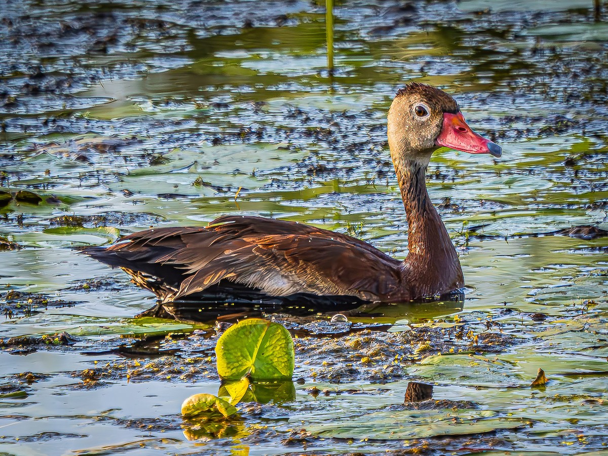 Black-bellied Whistling-Duck - ML624094979