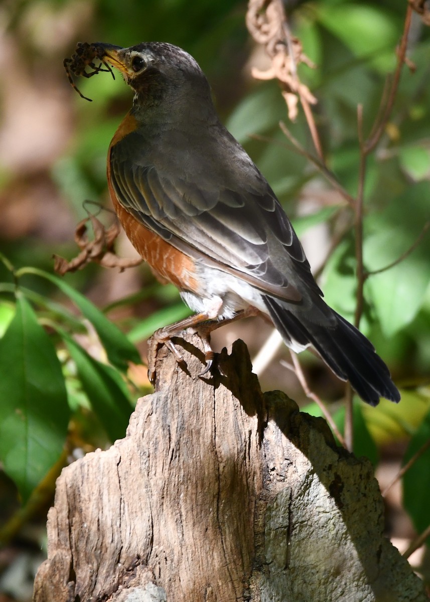 Странствующий дрозд - ML624094981