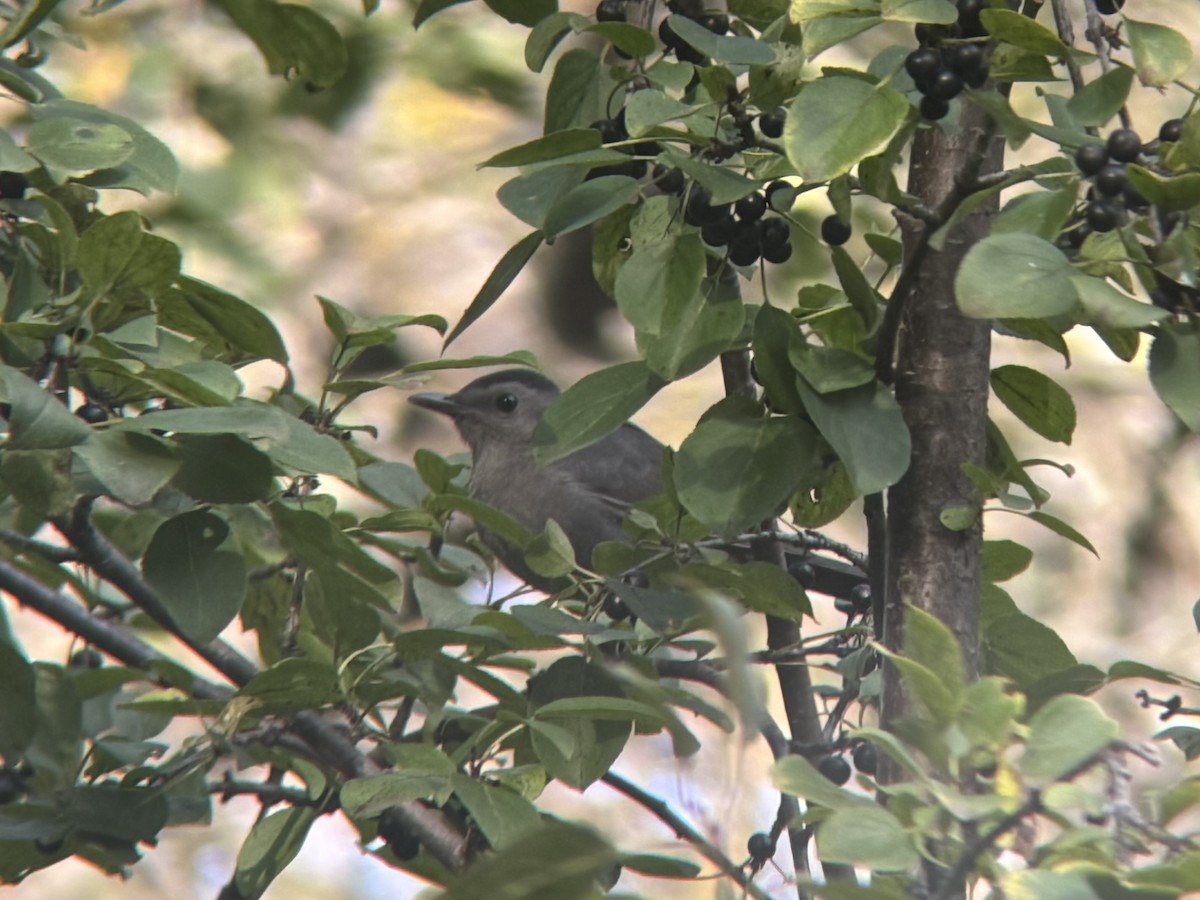 Gray Catbird - ML624094983