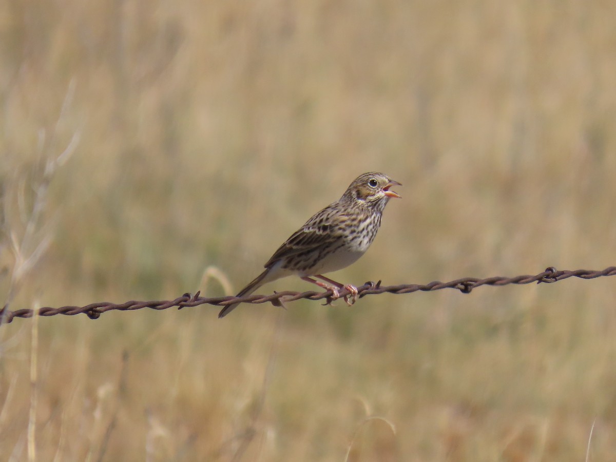 Vesper Sparrow - Tanja Britton