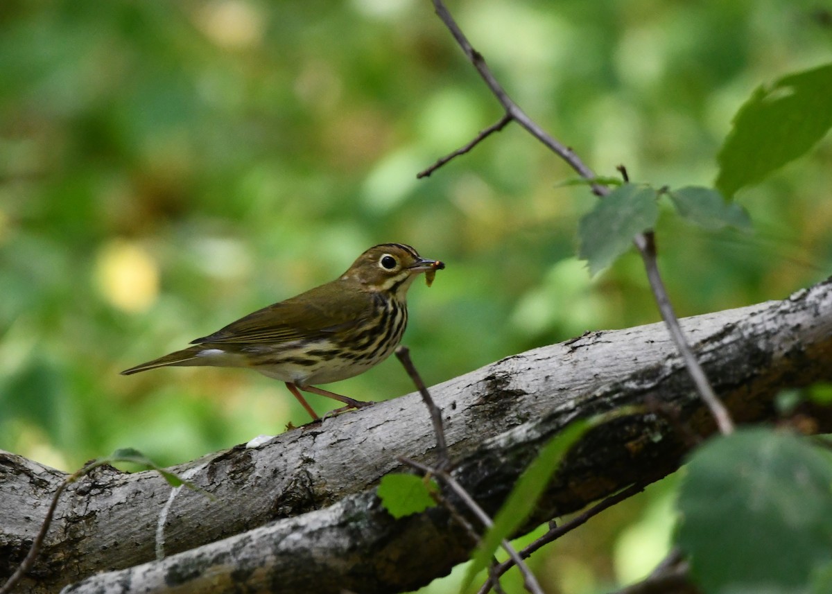 Дроздовый певун - ML624094989