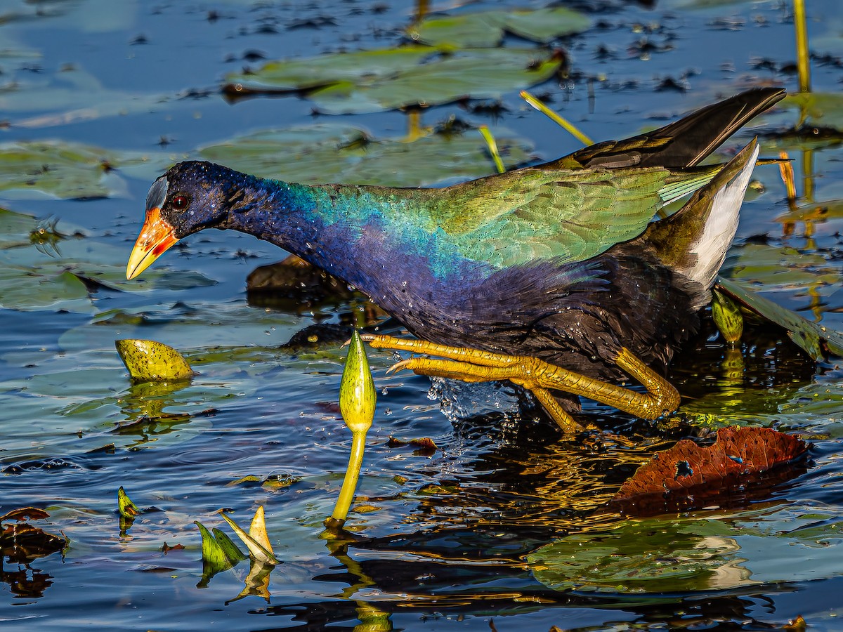 Purple Gallinule - ML624094996