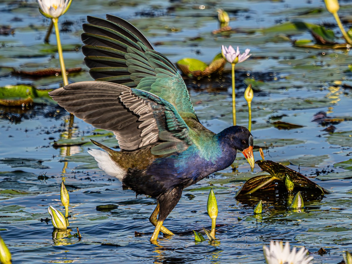 Purple Gallinule - ML624094997