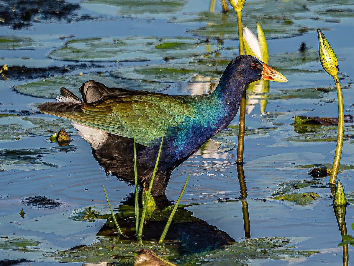 Purple Gallinule - ML624094998