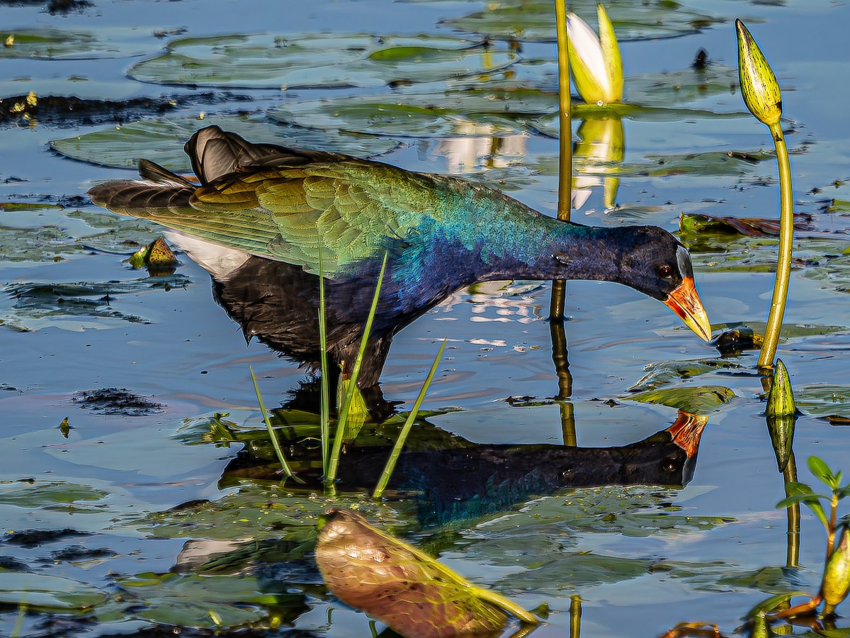 Purple Gallinule - ML624094999