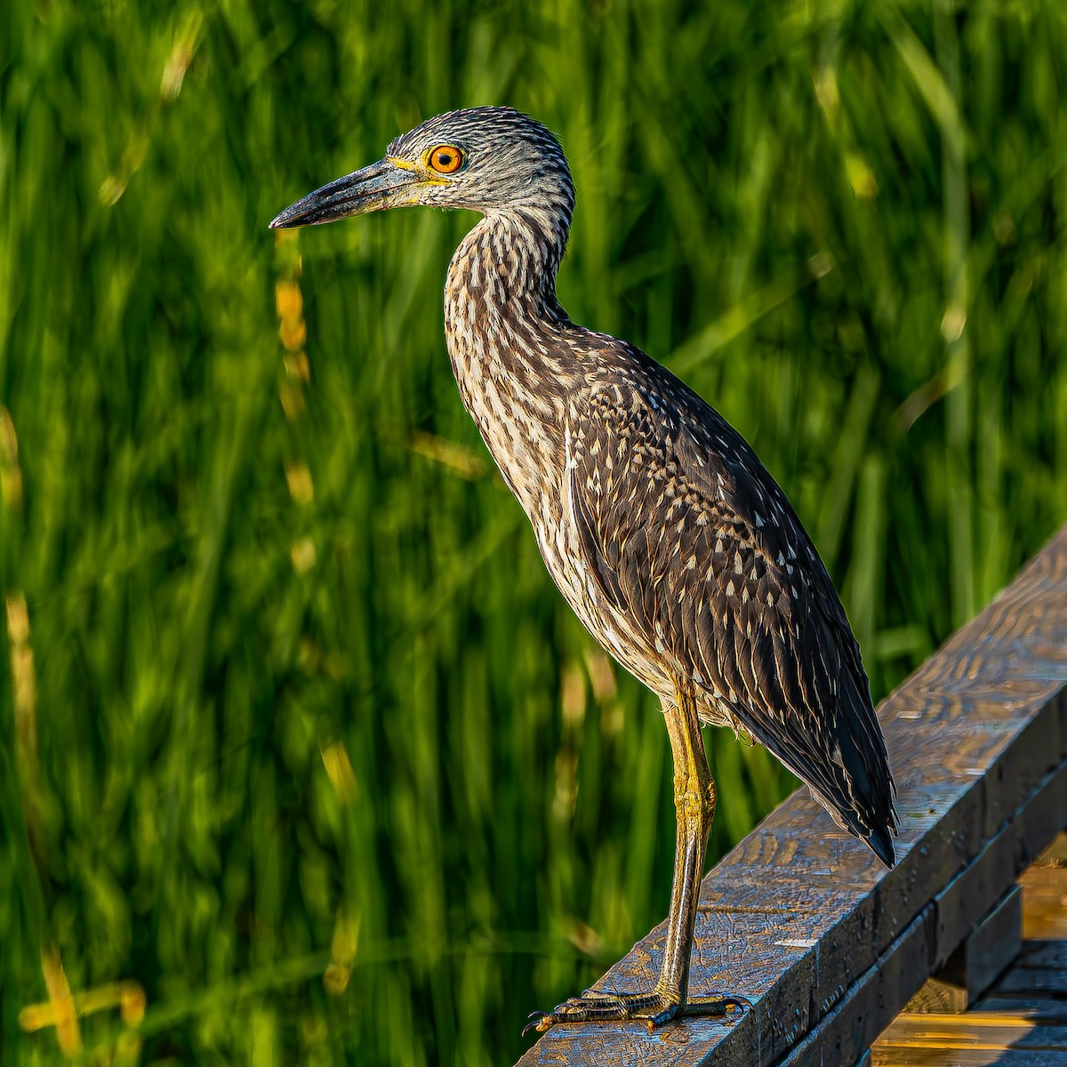 Yellow-crowned Night Heron - ML624095057