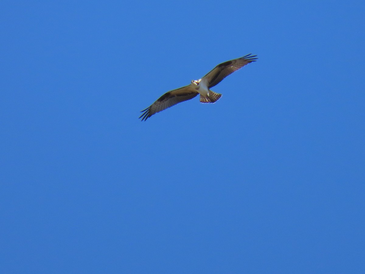 Águila Pescadora - ML624095079